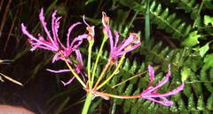 Nerine undulata