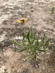 Gaillardia multiceps