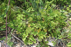 Ligusticum scothicum hultenii