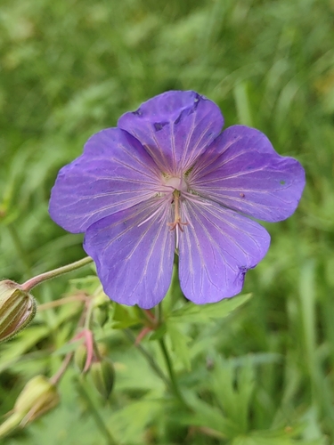 Geranium pratense