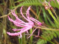 Nerine undulata