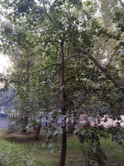Tilia cordata
