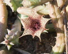 Huernia volkartii