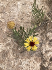 Gaillardia multiceps