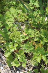 Ligusticum scothicum hultenii