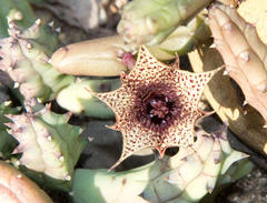 Huernia volkartii