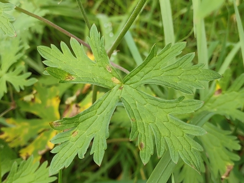 Geranium pratense
