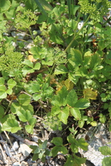 Ligusticum scothicum hultenii