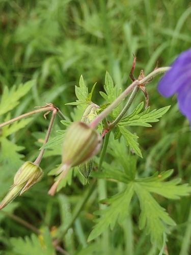 Geranium pratense