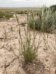 Enneapogon desvauxii