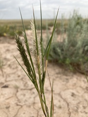 Enneapogon desvauxii