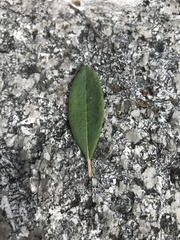 Rhododendron canadense