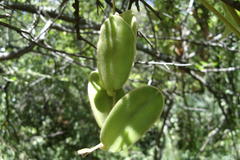 Dioscorea dregeana