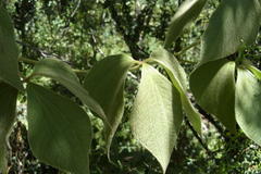 Dioscorea dregeana