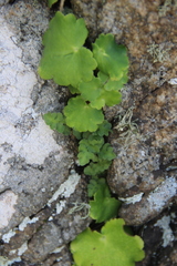 Woodsia subcordata