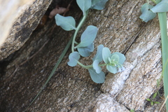 Mertensia simplicissima
