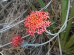 Kleinia fulgens