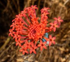 Kleinia fulgens