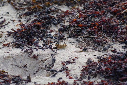 Vanessa cardui