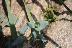 Mertensia simplicissima