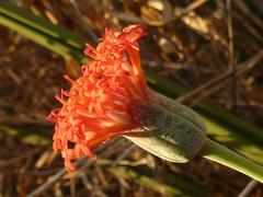 Kleinia fulgens