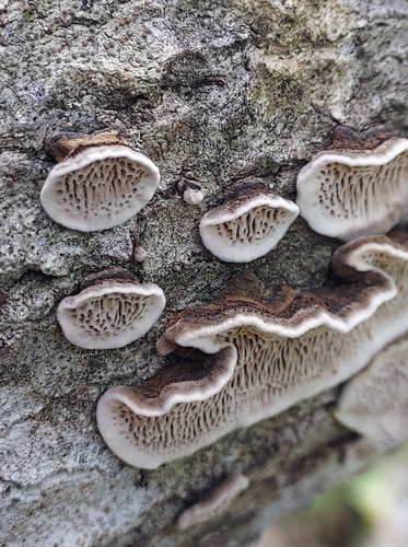 Minkštoji urvuotė nuotrauka