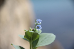 Mertensia simplicissima