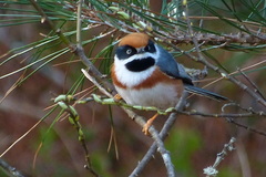 Aegithalos concinnus concinnus