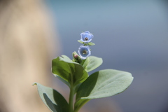 Mertensia simplicissima