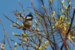 Periparus ater ptilosus