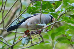 Pyrrhula owstoni
