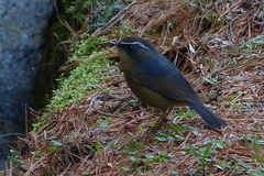 Tarsiger indicus formosanus