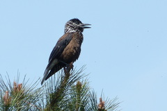 Southern Nutcracker photo 3