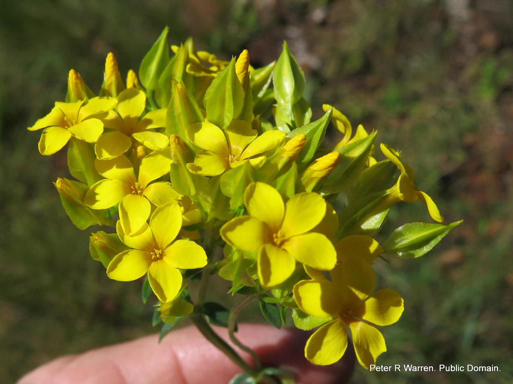 Natal Yellowwort