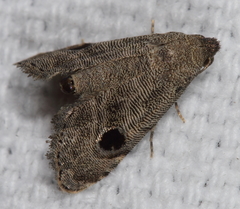 Abablemma brimleyana