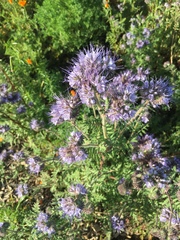 Phacelia tanacetifolia