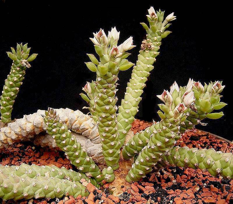 Euphorbia guentheri