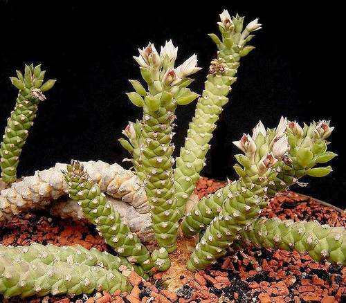 Euphorbia guentheri (Euphorbia guentheri)