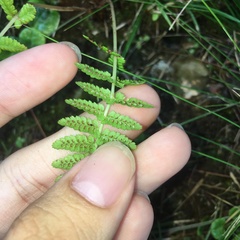 Athyrium oppositipennum