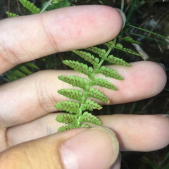 Athyrium oppositipennum