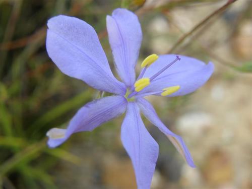 Aristea dichotoma (Aristea dichotoma)