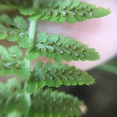 Athyrium oppositipennum