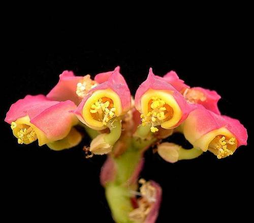 Masai spurge (Euphorbia neococcinea)