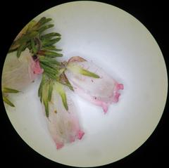 Erica oatesii oatesii