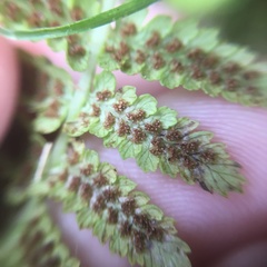 Athyrium oppositipennum