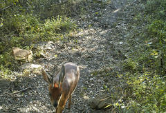Raphicerus melanotis