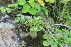 Orostachys maximowiczii