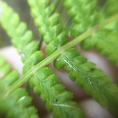 Athyrium oppositipennum