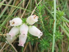Erica oatesii oatesii