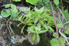 Orostachys maximowiczii